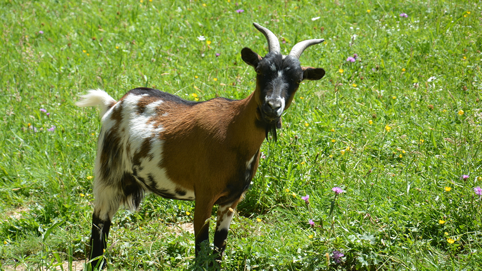 La guiguitte en folie, parc animalier et de loisirs