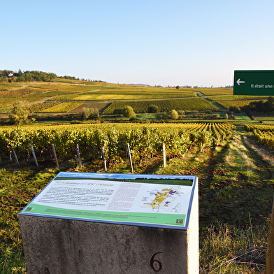 Sentier Viticole du Montagny