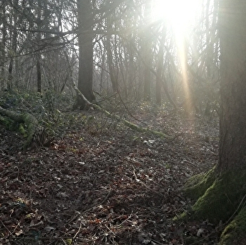 Escapades nature : Balade naturaliste à la forêt de la Genête - CUISERY