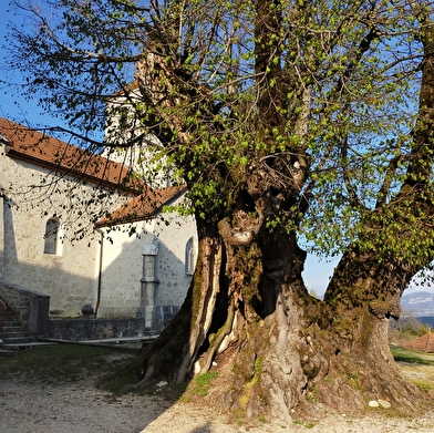 Parcours VTT 21 bleu - La Michaille / Vouvray - Espace FFC Ain Forestière