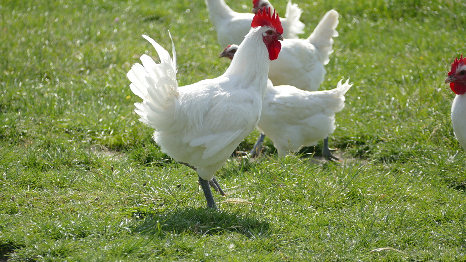 Fête du Poulet de Bresse