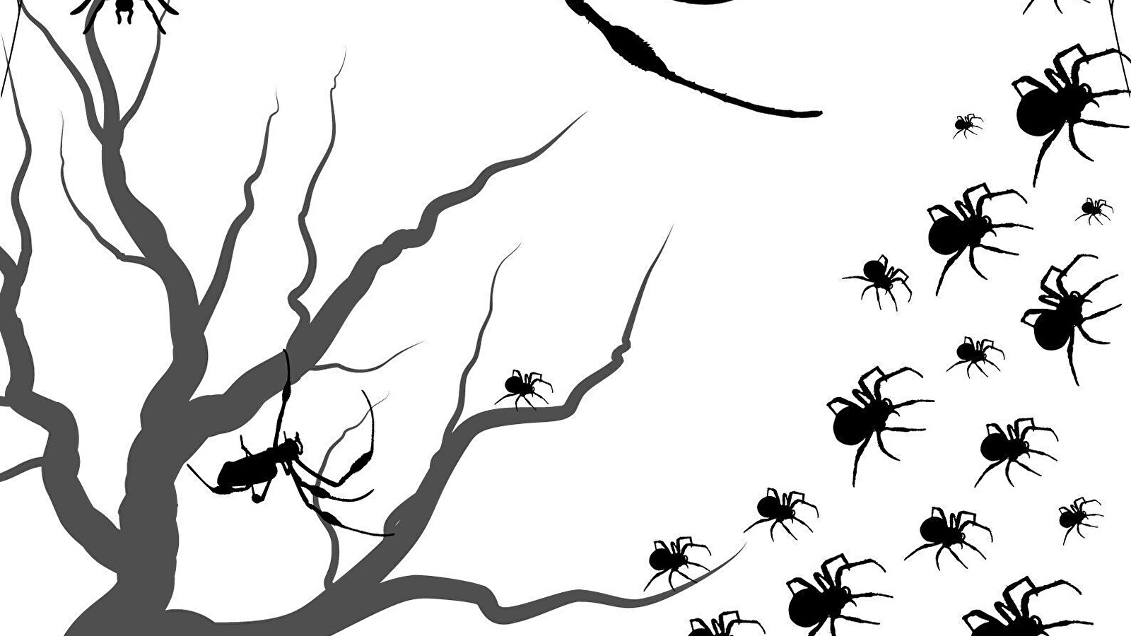 Chasse aux araignées