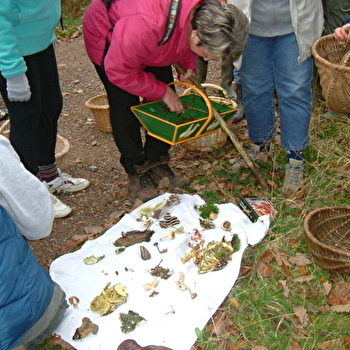 Sortie nature : Les champignons dans nos forêts - LA CHARITE-SUR-LOIRE