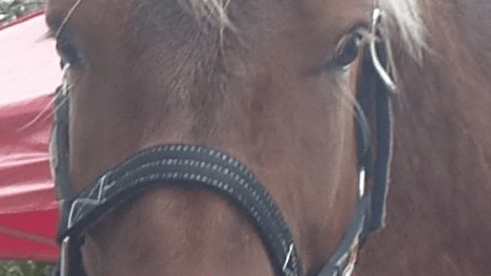 Concours Modèles et Allures Chevaux Comtois