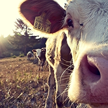 Visite de ferme - LEVIER