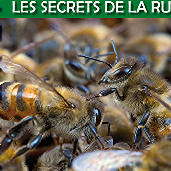 Conférence - Abeilles, les secrets de la ruche - PONTARLIER