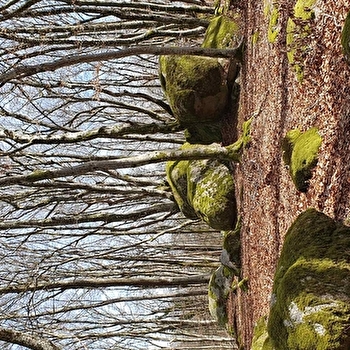 'Fais comme l'oiseau' la nuit des forêts du groupement forestier pour la sauvegarde des feuillus du Morvan - UCHON