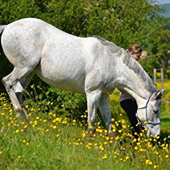 Découverte sensorielle du cheval - Spéciale familles - CORTAMBERT