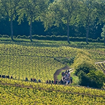 De la vigne au vin à Pouilly - POUILLY-SUR-LOIRE