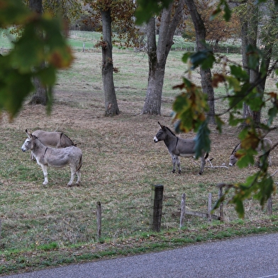 Balade à travers le bocage