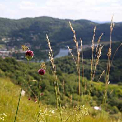 Les coteaux de Rosemont