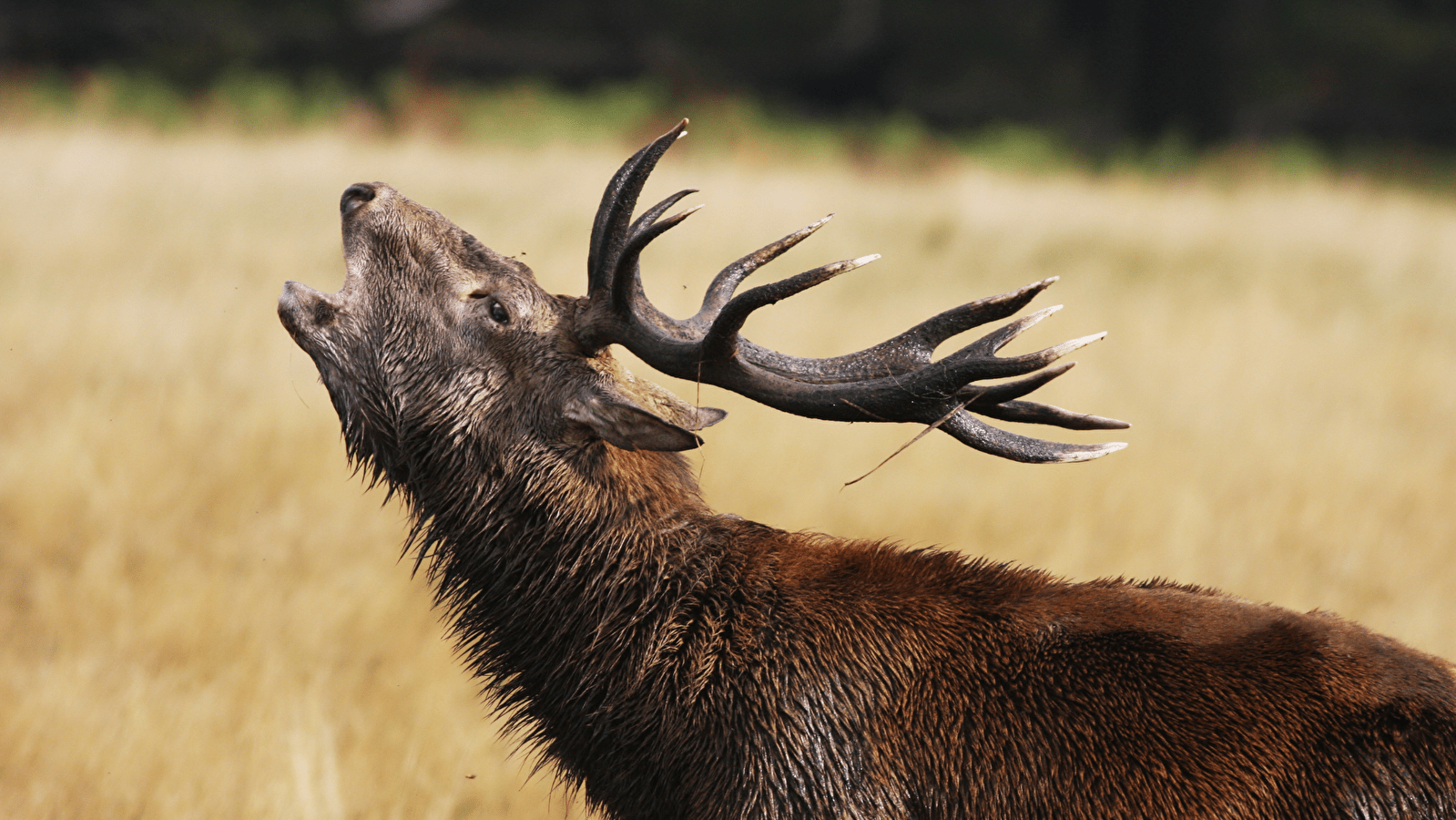 Le Brame du Cerf