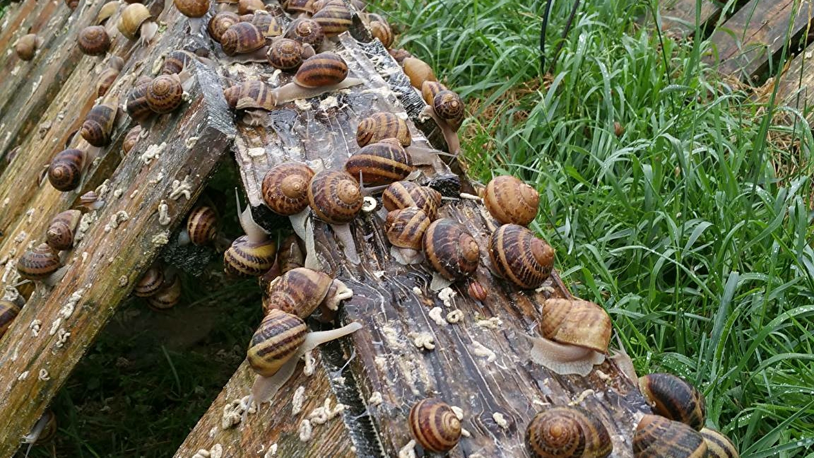 Ferme hélicicole 'L'escargot de Vincent et Elise'