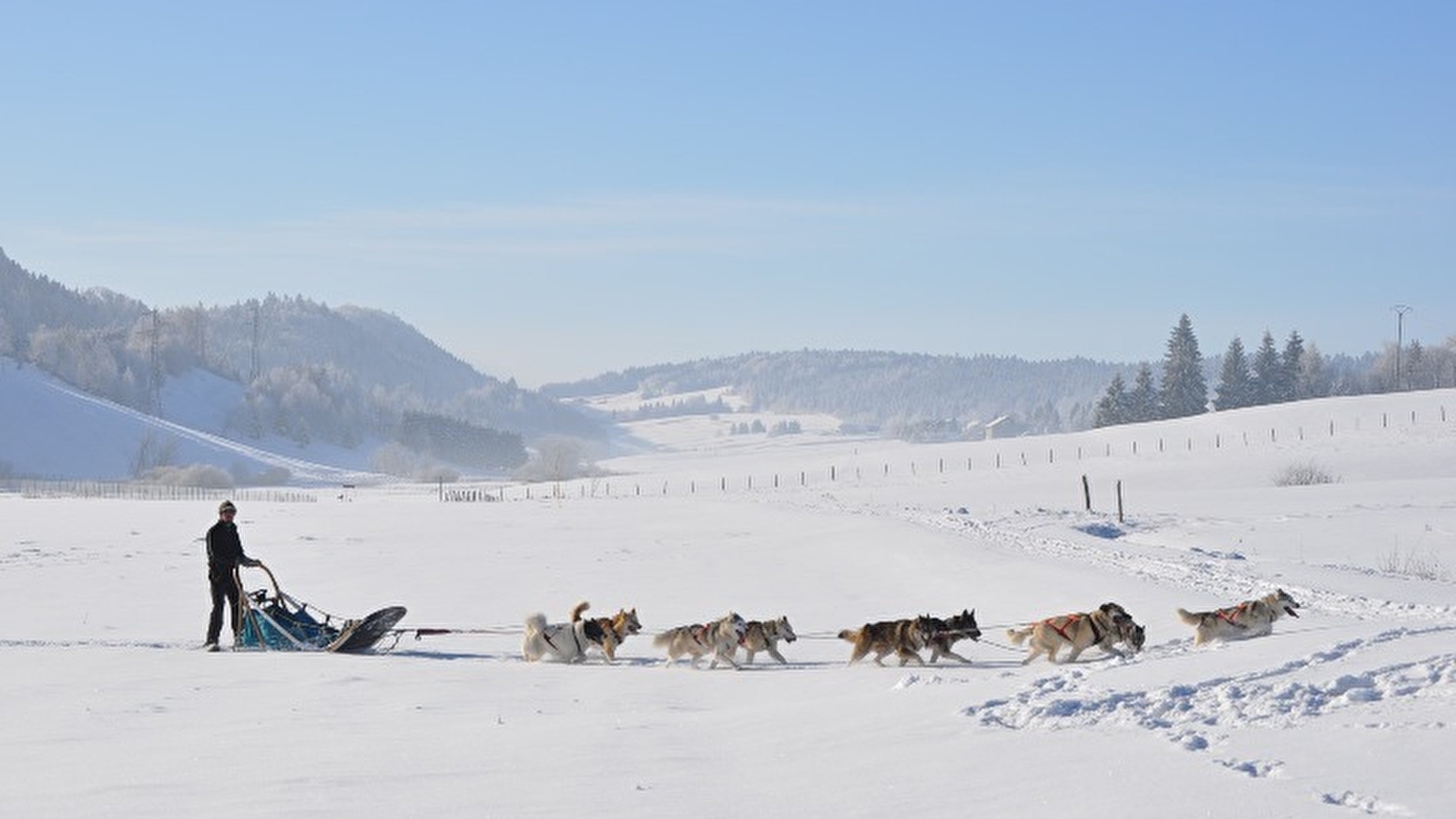 Chiens de traineaux - Terre et Neige