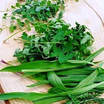 Plantes des femmes - LEPUIX