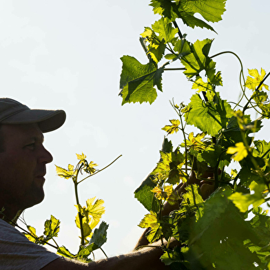 Domaine du Four Bassot