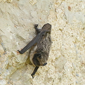 Sortie découverte - A l'écoute des chauves-souris - LABERGEMENT-SAINTE-MARIE