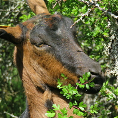 Chèvrerie de Drevin