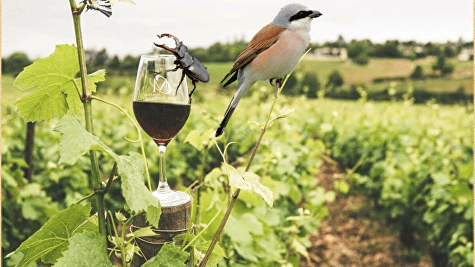 Sortie nature et terroir : dégustation au cœur de la biodiversité