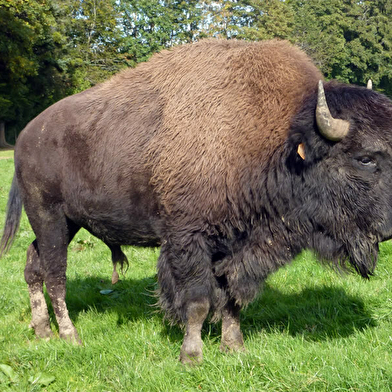 Les Bisons du Sachuron