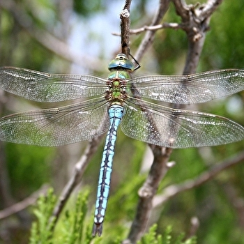 Dragons volants, libellules & demoiselles - TOURMONT