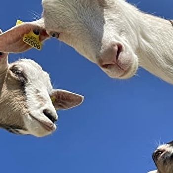 Visite de la ferme de la fruitiere - SAINT-PIERRE