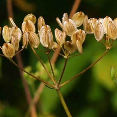 Stage Botanique et usages des plantes