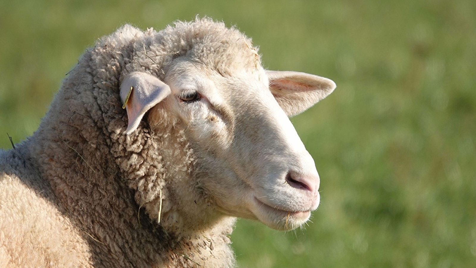 Foire Concours aux Moutons