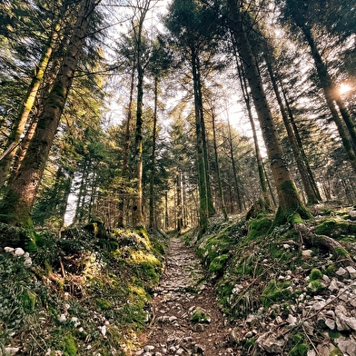 Route des Sapins