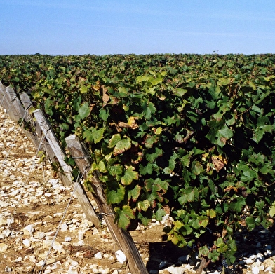 Vignoble de Pouilly-Fumé et Pouilly-sur-Loire