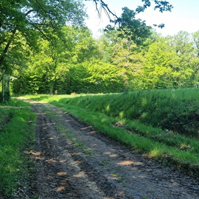 Circuit VTT n°24 (rouge) - La St Martin