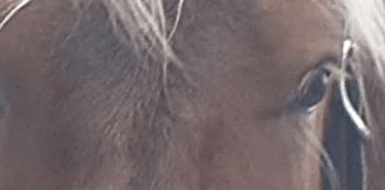 Concours Modèles et Allures Chevaux Comtois - CRAMANS