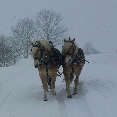 Les Attelages du Grandvaux en hiver