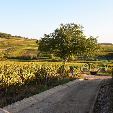 Sentier Viticole du Montagny