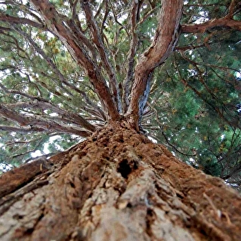 Jardin de la médiathèque Jean-Christophe Rufin - SENS