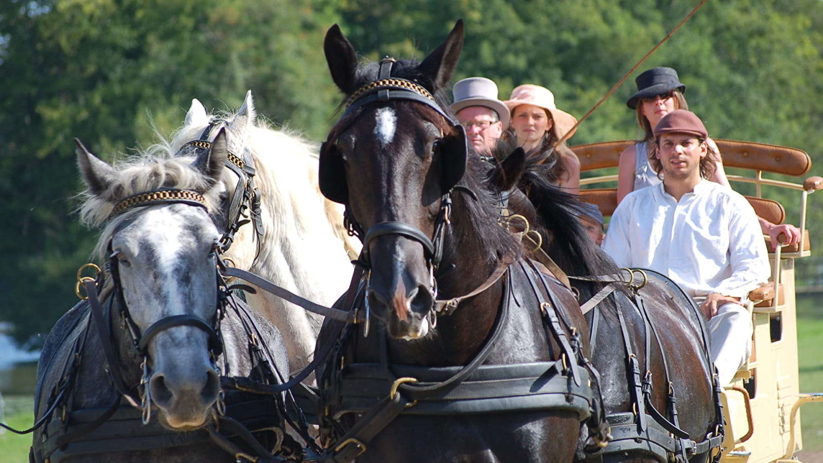 Traits Audacieux - Équitation pleine nature & école d'attelage