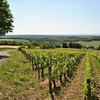 Vignoble des Côtes de La Charité - LA CHARITE-SUR-LOIRE
