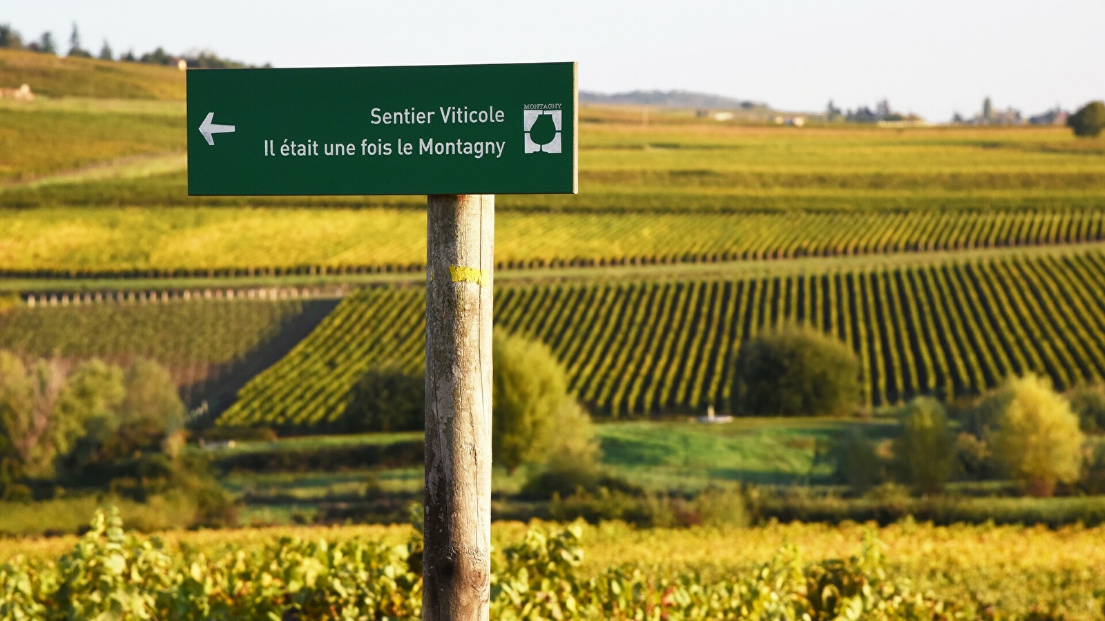 Sentier Viticole du Montagny