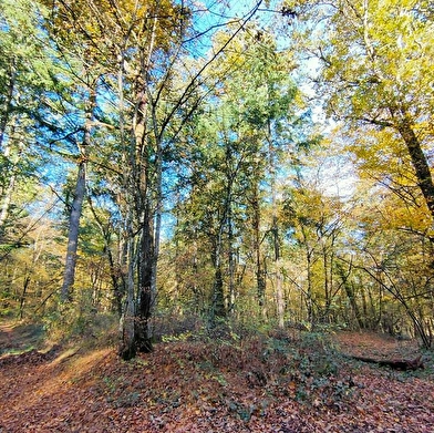 KANWITA - Ateliers et sorties Nature au coeur de la forêt