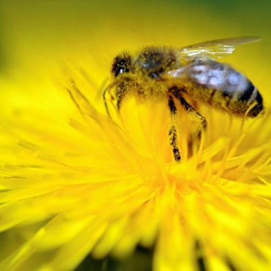 Les Abeilles du Lolo