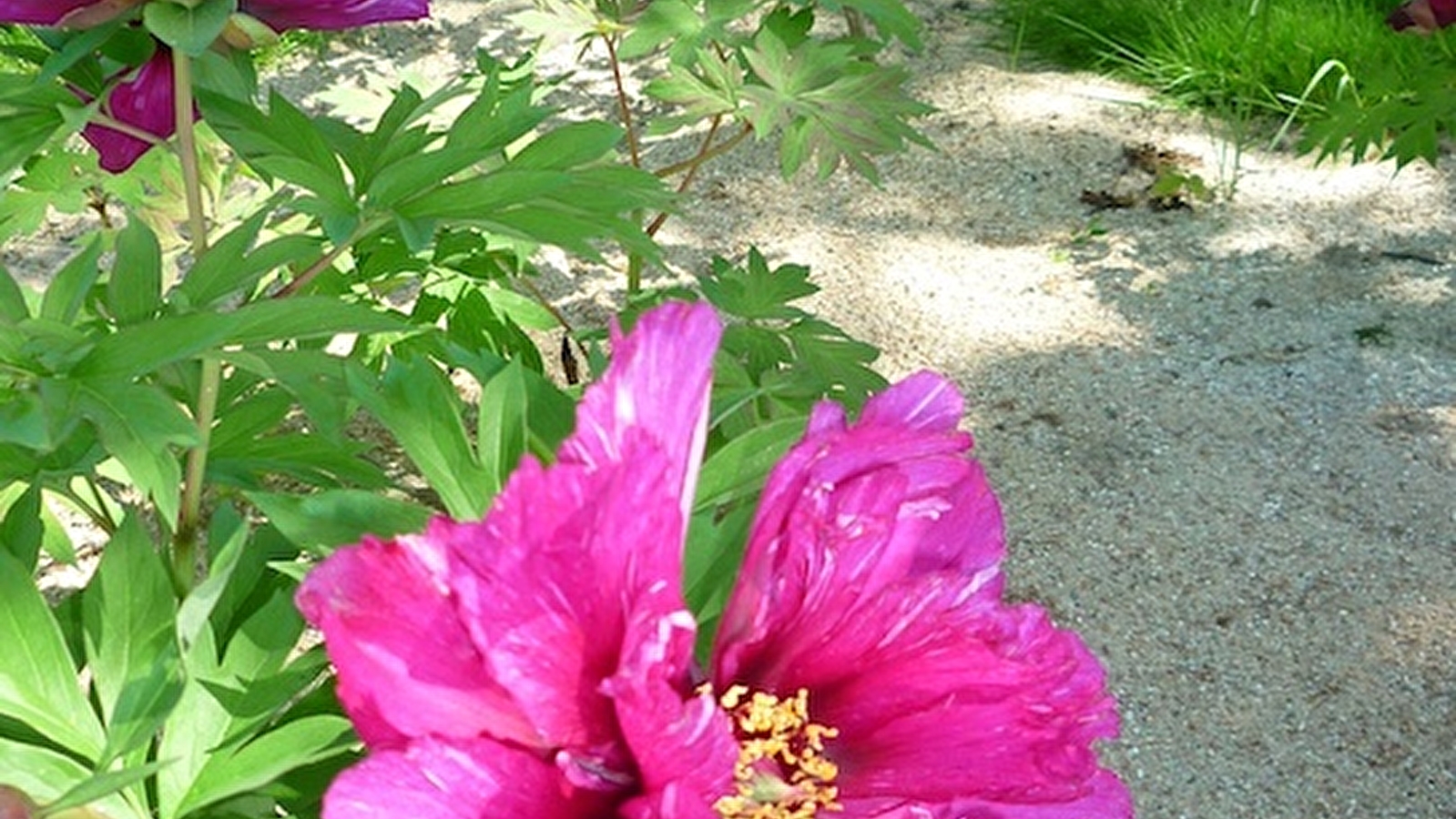 Jardin Emile Debroise