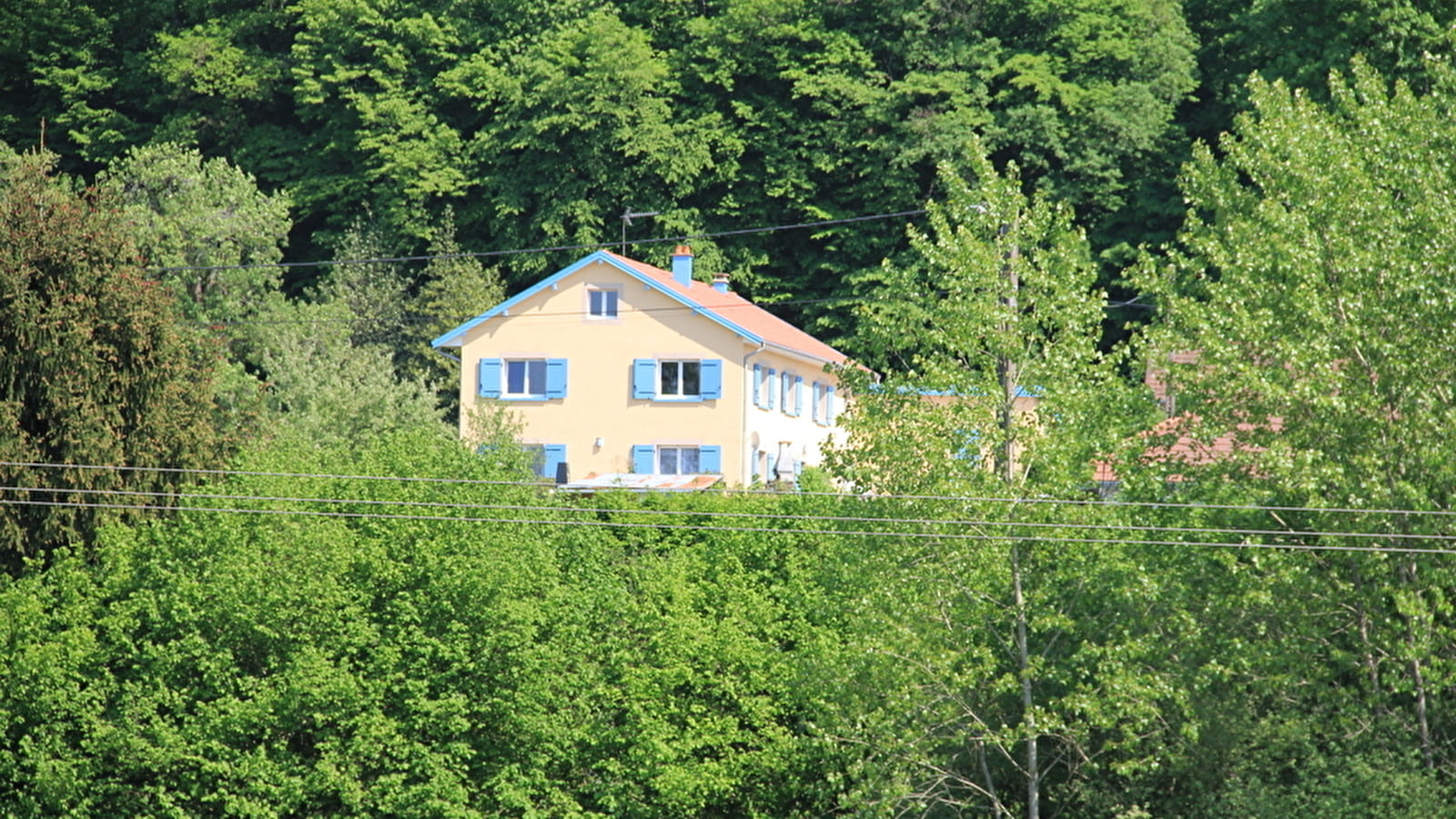 La mésange bleue