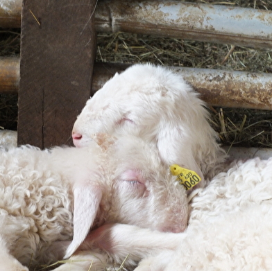 Ferme du Jointout