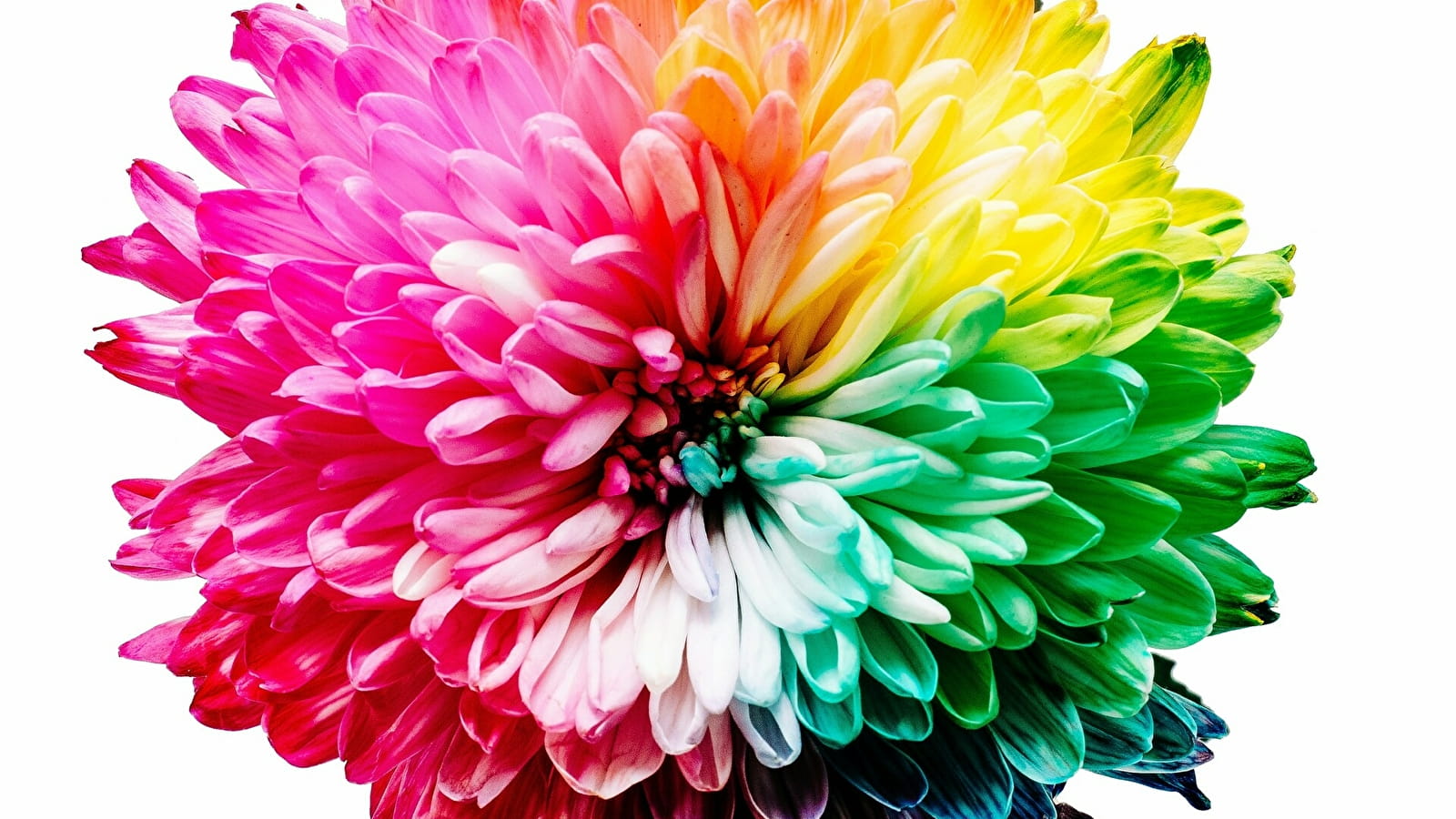 Colorissmo au Bocal