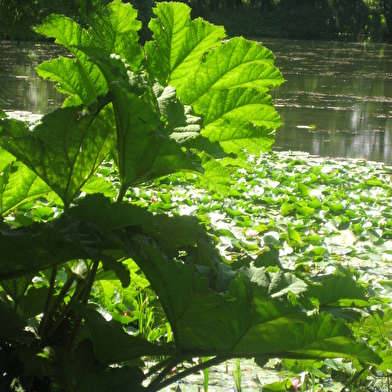 Le parc de l'etang