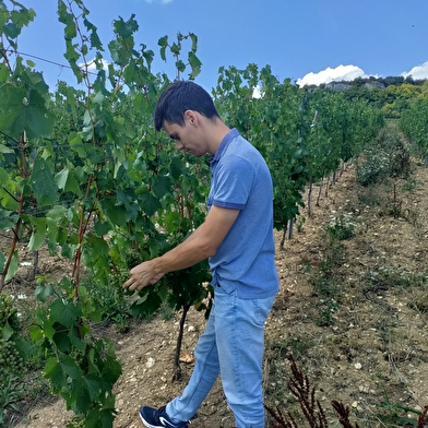 Parcours en Chardonnay avec le Domaine de la Cozanne