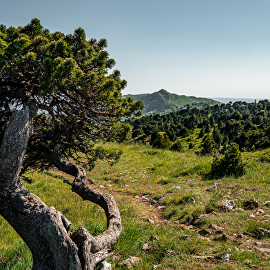 Randonnée pédestre : Thoiry en Molie et les Hauts Sommets