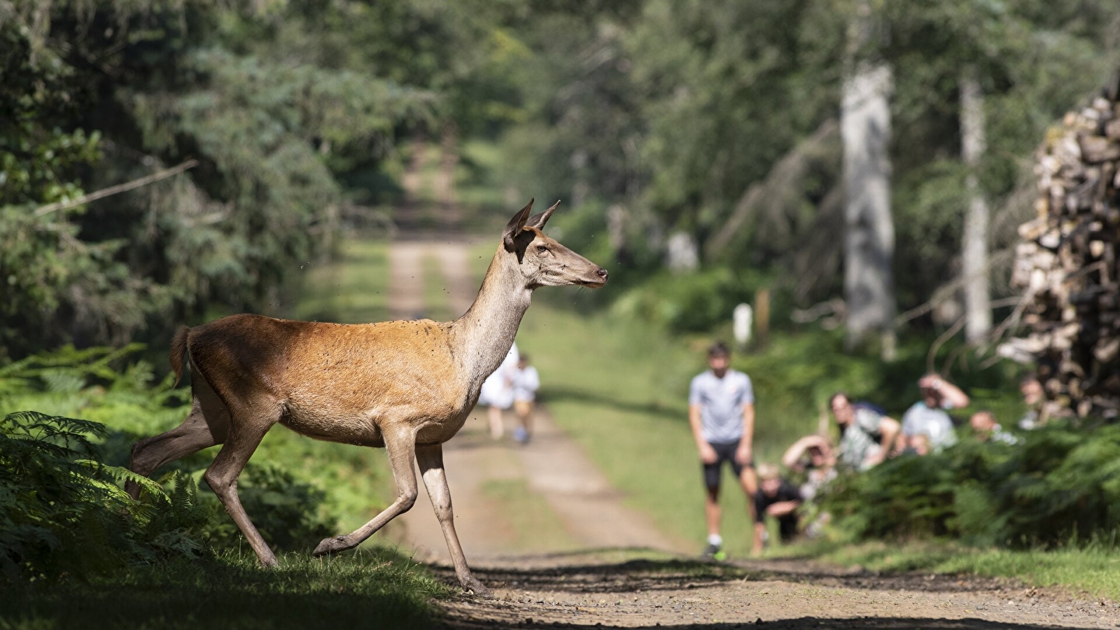 Fête des animaux sauvages