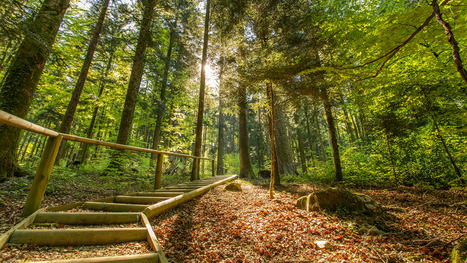 Forêt de la Joux