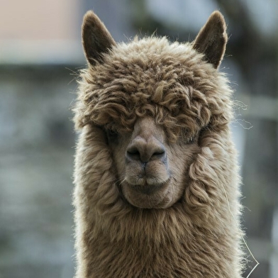 Les lamas d'Anny